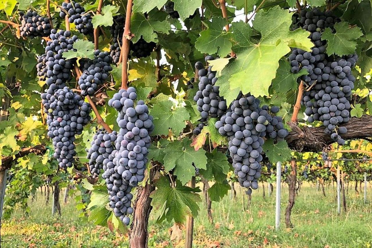 Agriturismo Podere Prasiano Marano sul Panaro Buitenkant foto